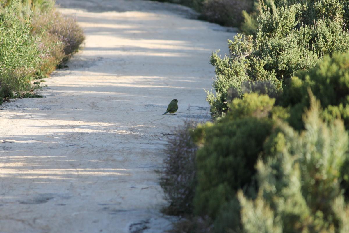 Elegant Parrot (Neophema elegans)