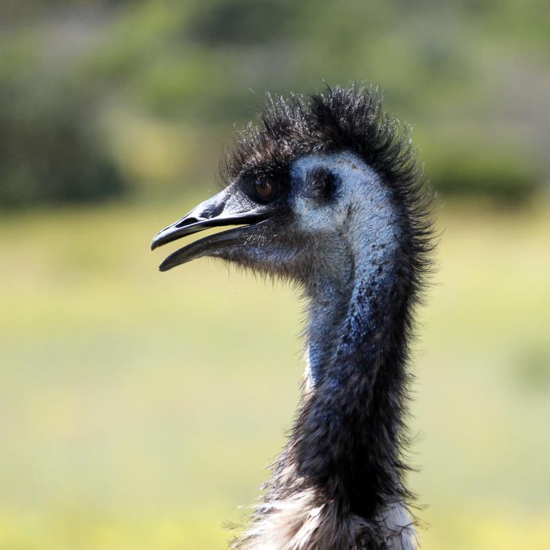 Emu (Dromaius novaehollandiae)