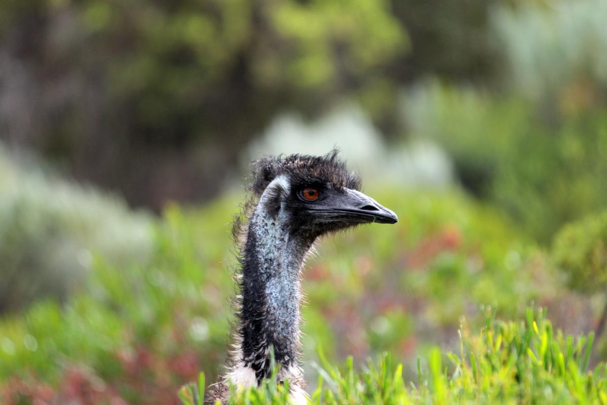 Emu (Dromaius novaehollandiae)