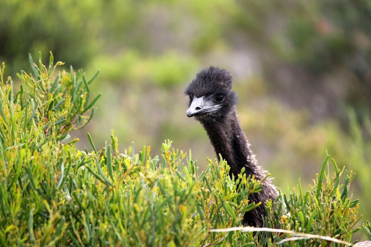 Emu (Dromaius novaehollandiae)