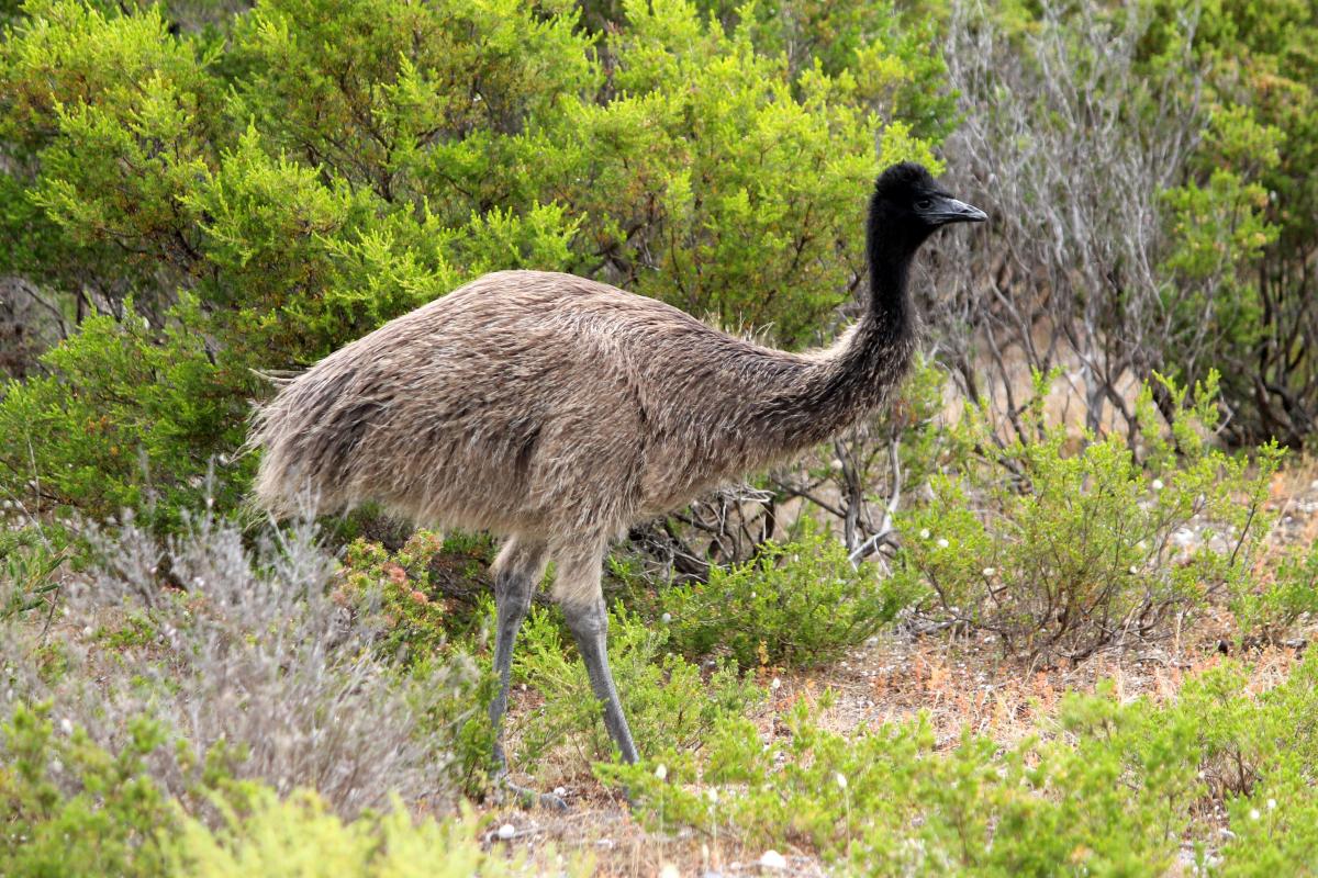 Emu (Dromaius novaehollandiae)