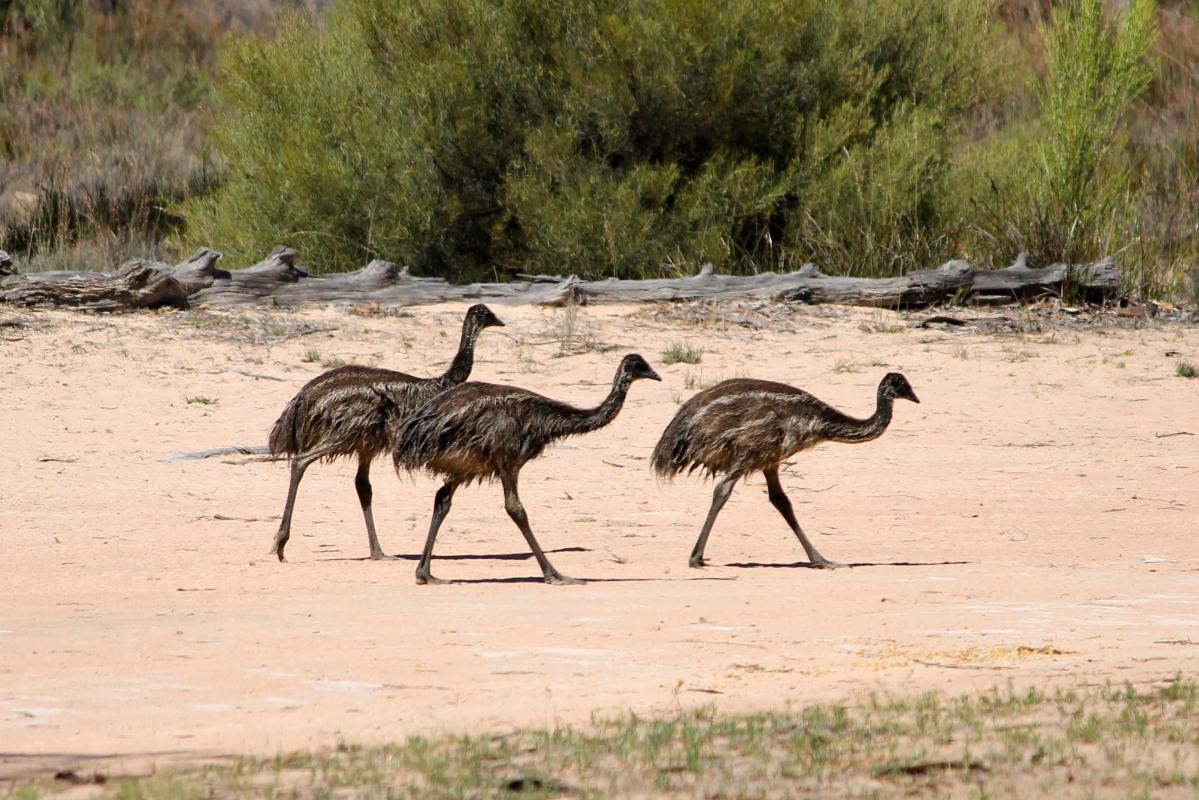 Emu (Dromaius novaehollandiae)