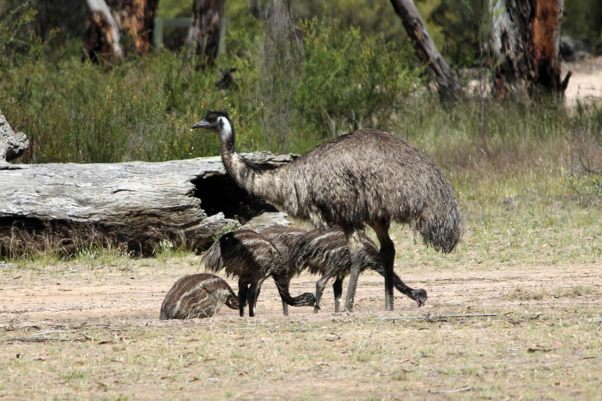 Emu (Dromaius novaehollandiae)