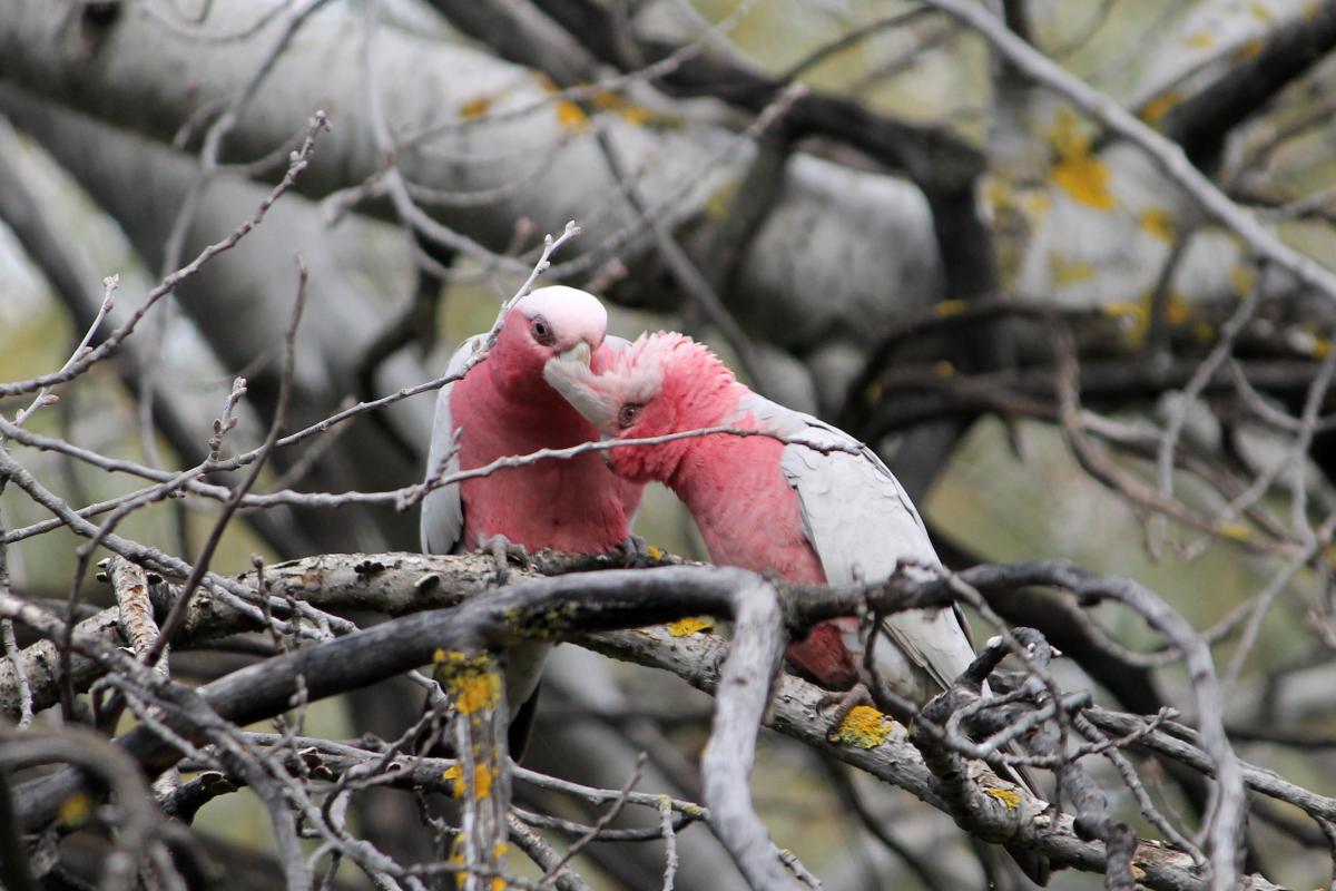 Galah (Eolophus roseicapilla)