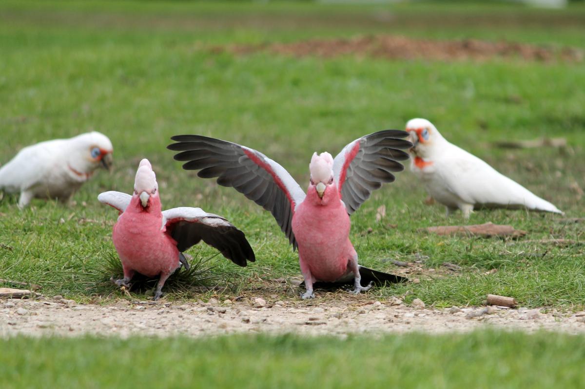 Galah (Eolophus roseicapilla)