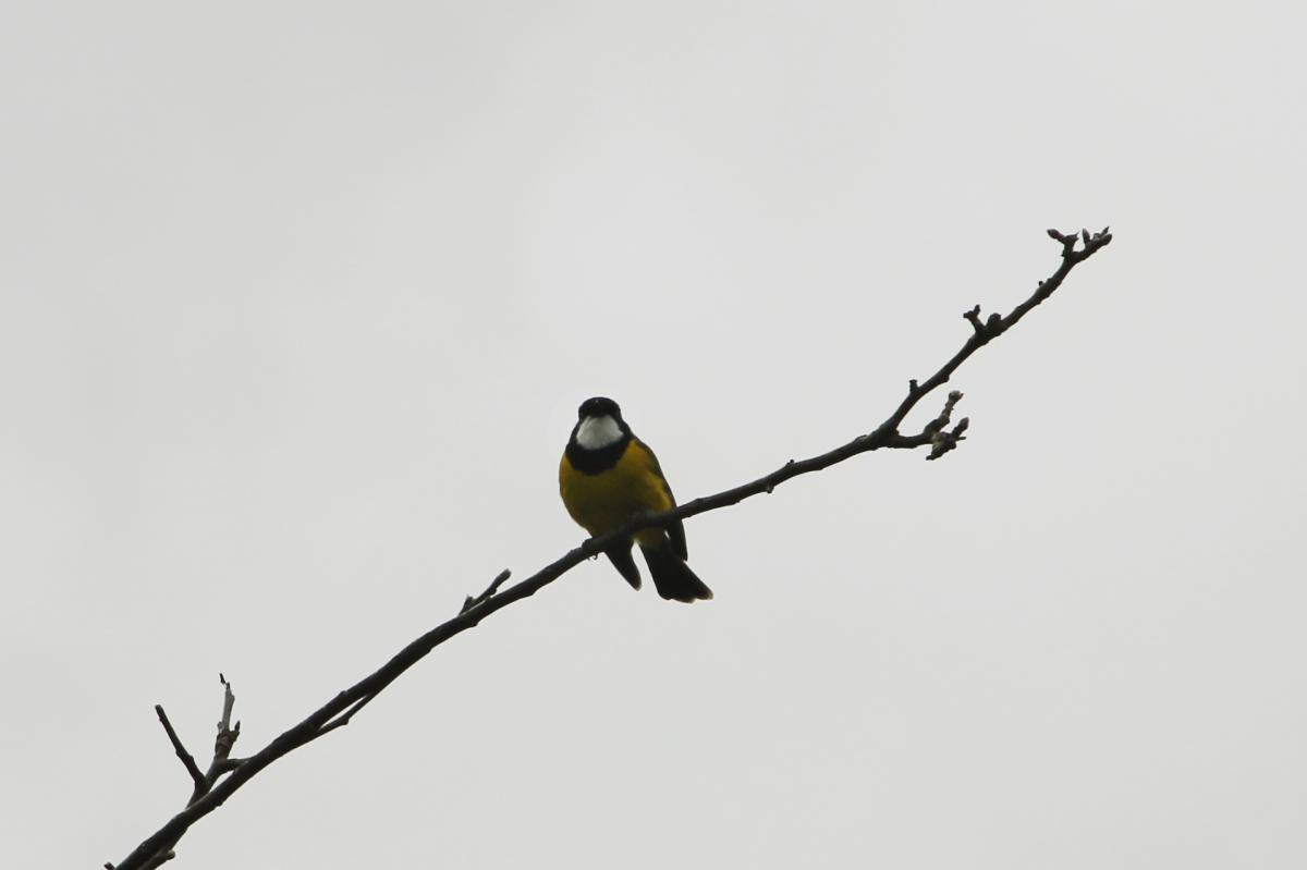 Australian Golden Whistler (Pachycephala pectoralis)