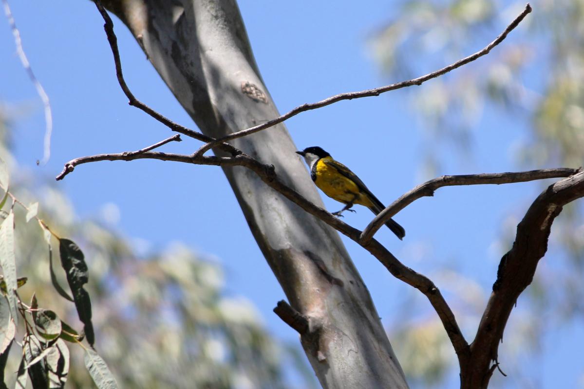 Australian Golden Whistler (Pachycephala pectoralis)