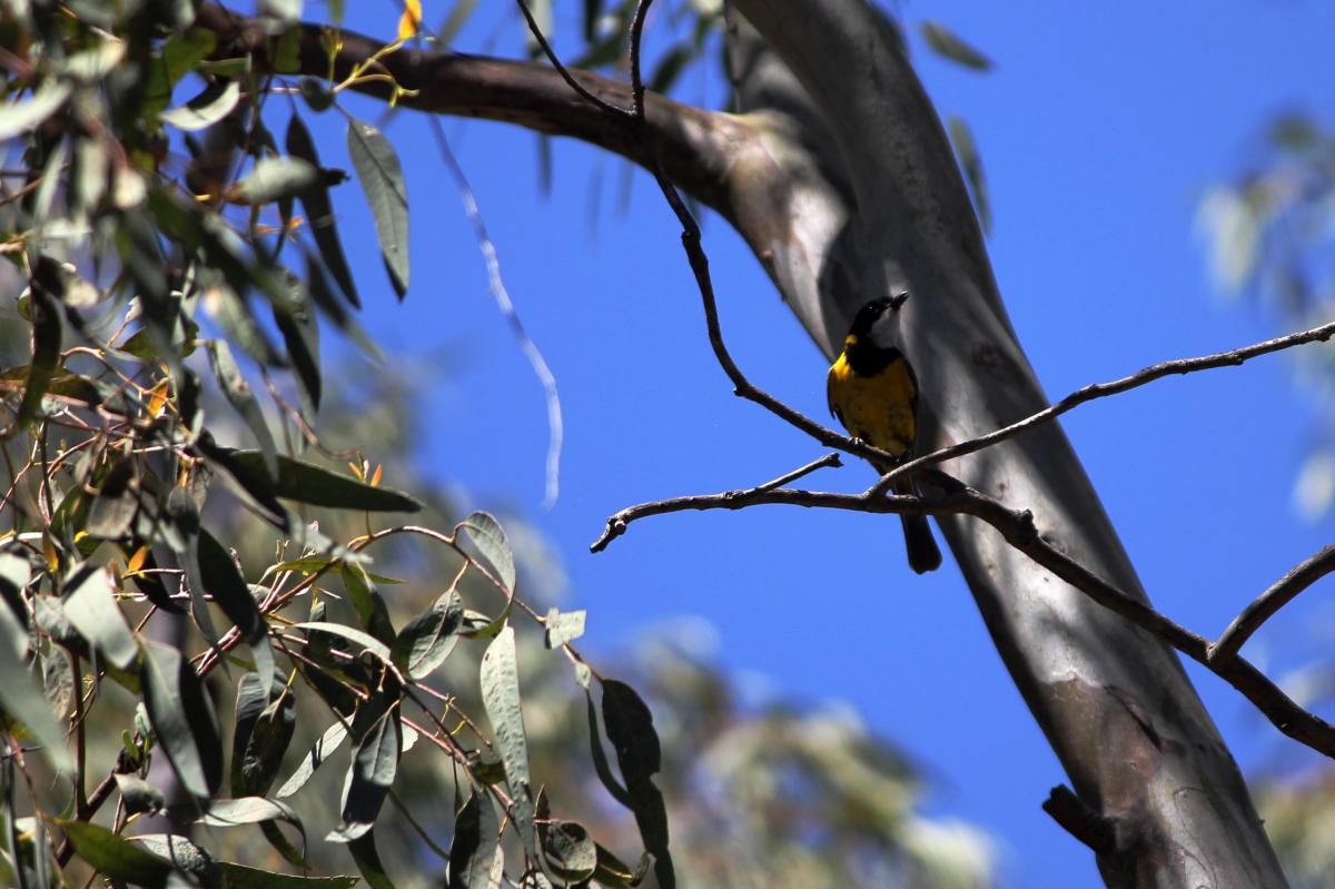 Australian Golden Whistler (Pachycephala pectoralis)