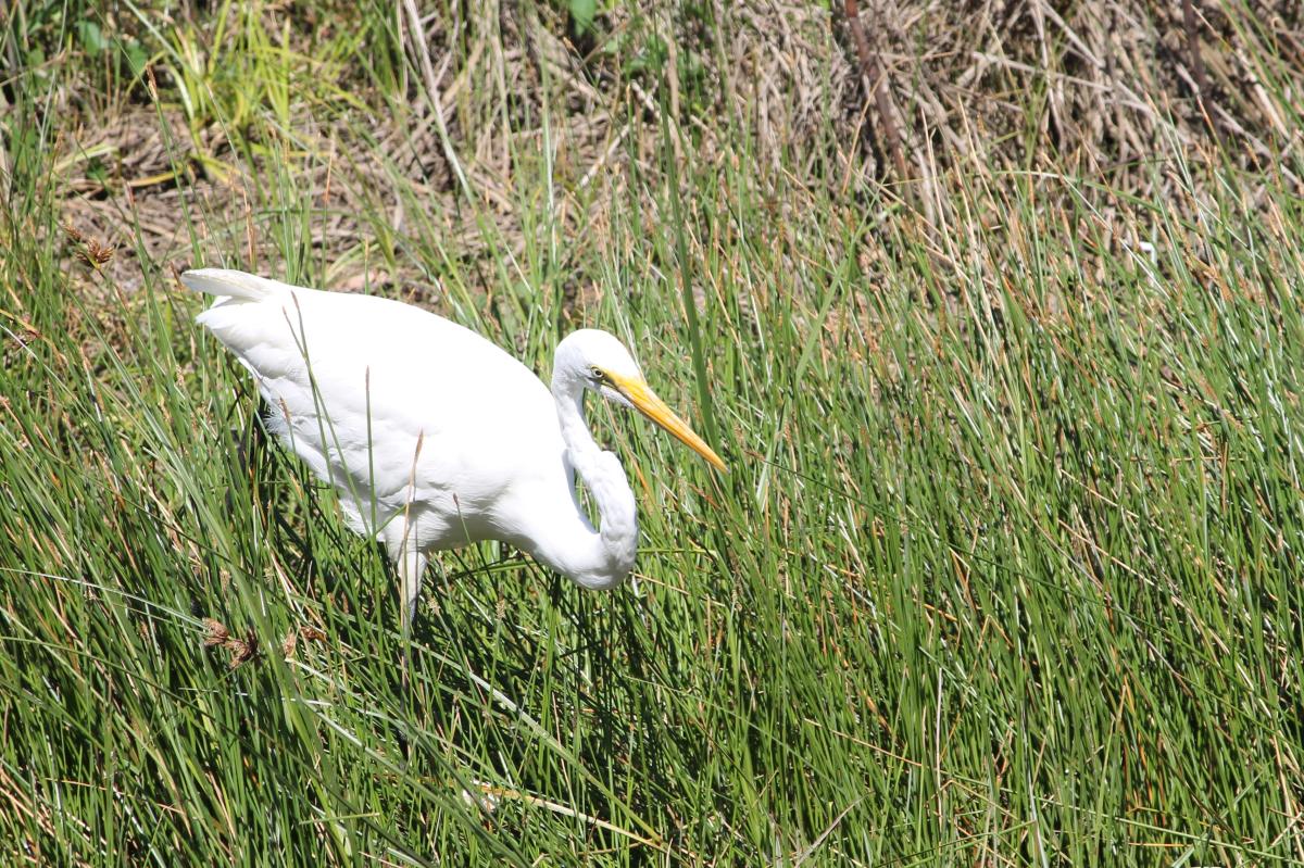 Great Egret (Ardea alba)