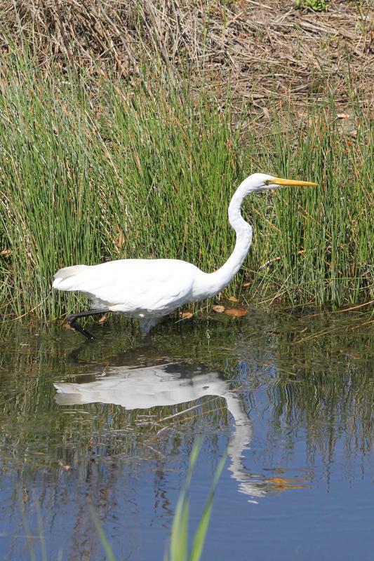 Great Egret (Ardea alba)