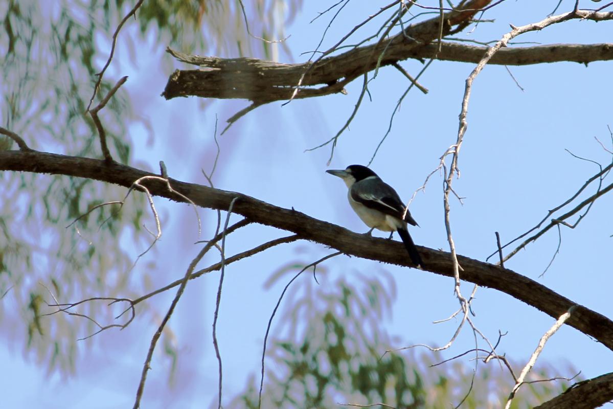 Grey Butcherbird (Cracticus torquatus)