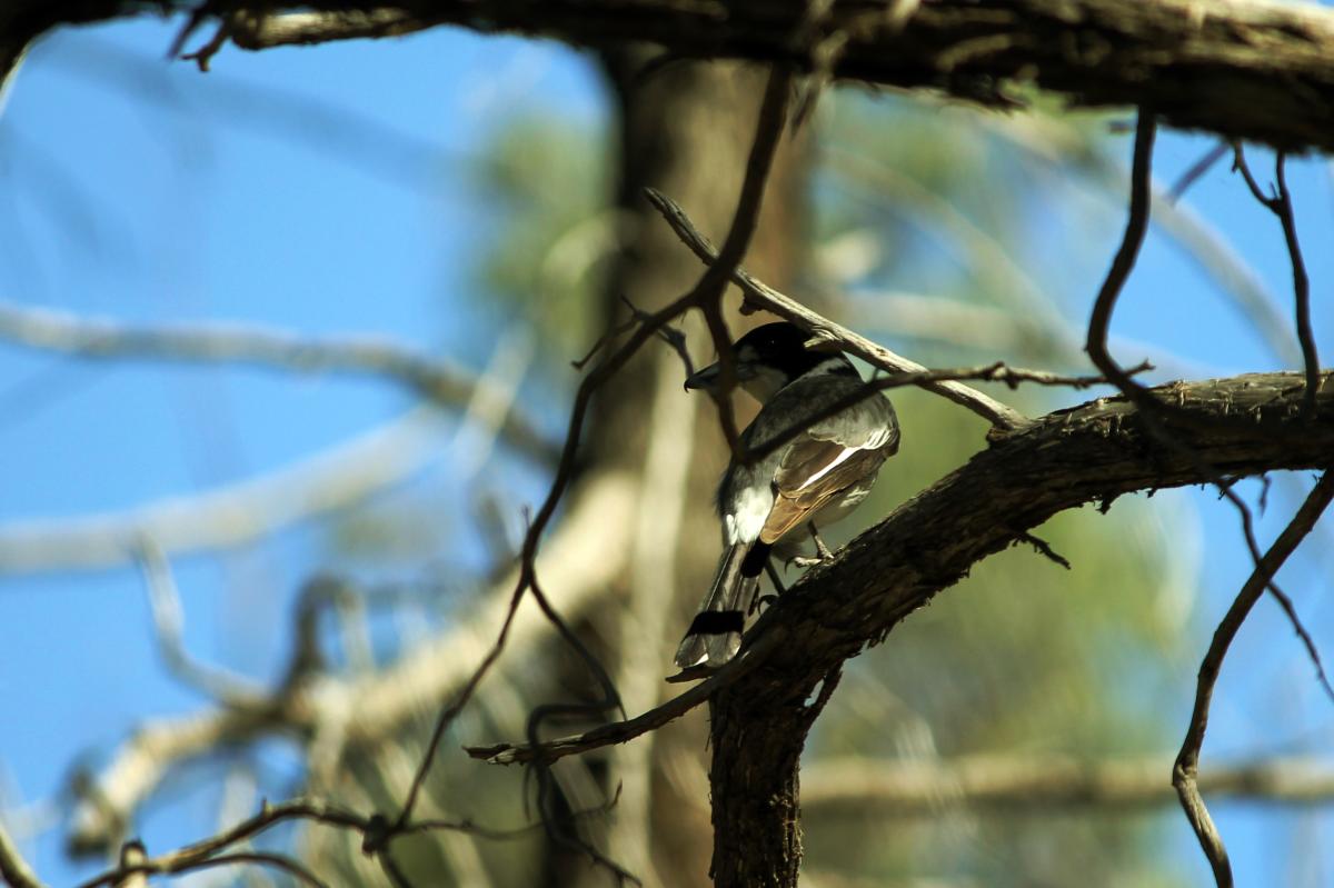 Grey Butcherbird (Cracticus torquatus)