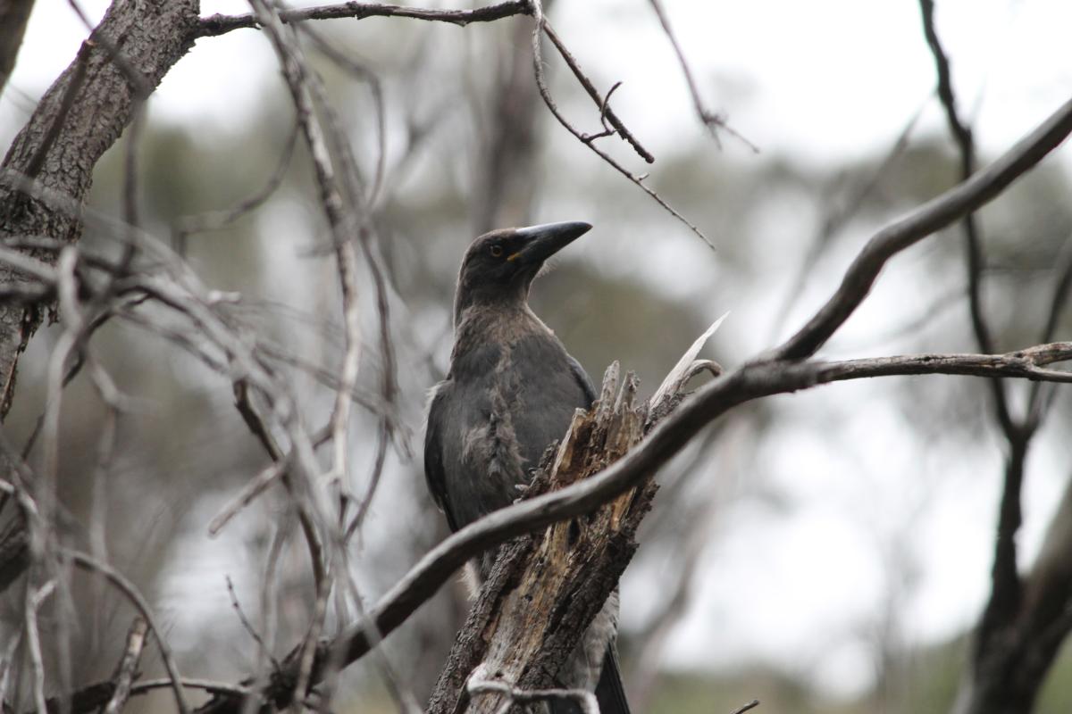 Grey Currawong (Strepera versicolor)