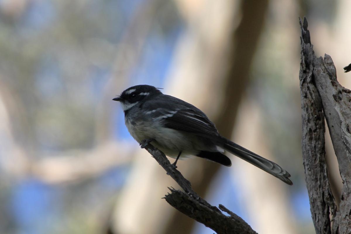 Grey Fantail (Rhipidura albiscapa)