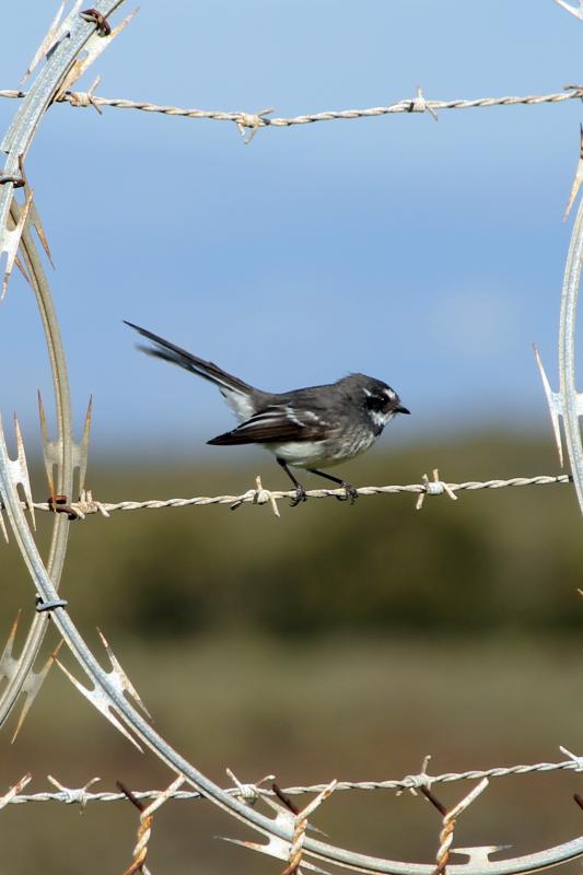 Grey Fantail (Rhipidura albiscapa)