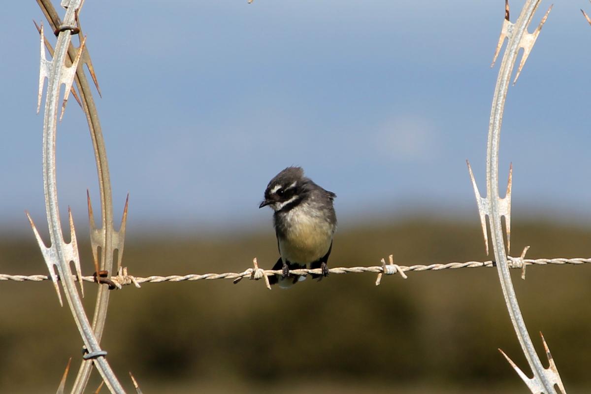 Grey Fantail (Rhipidura albiscapa)