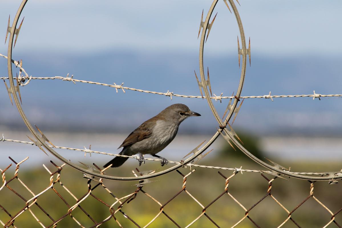 Grey Shrikethrush (Colluricincla harmonica)