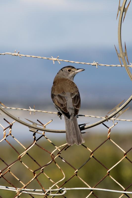 Grey Shrikethrush (Colluricincla harmonica)