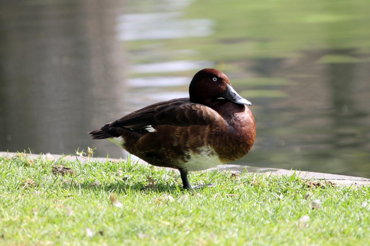 Hardhead (Aythya australis)