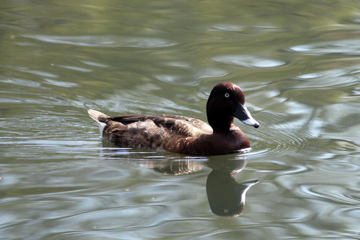 Hardhead (Aythya australis)