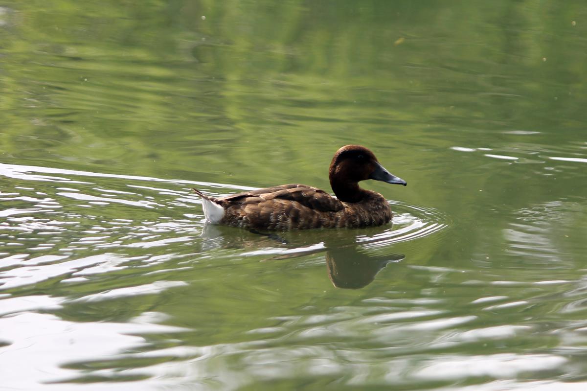 Hardhead (Aythya australis)