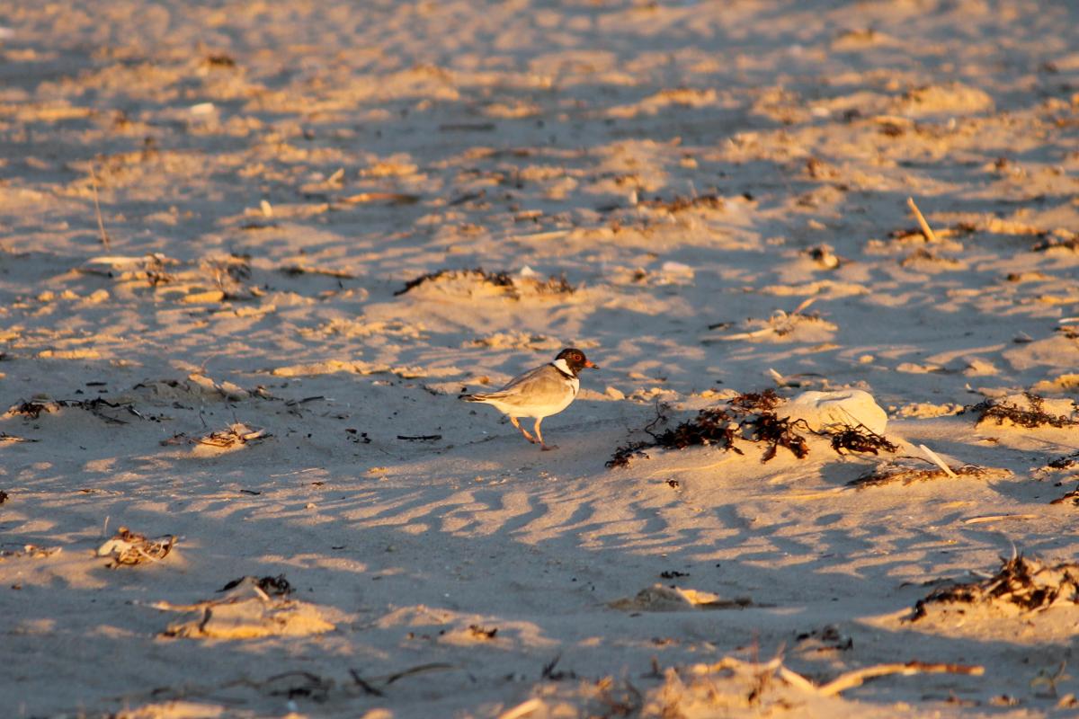 Hooded Plover (Thinornis rubricollis)