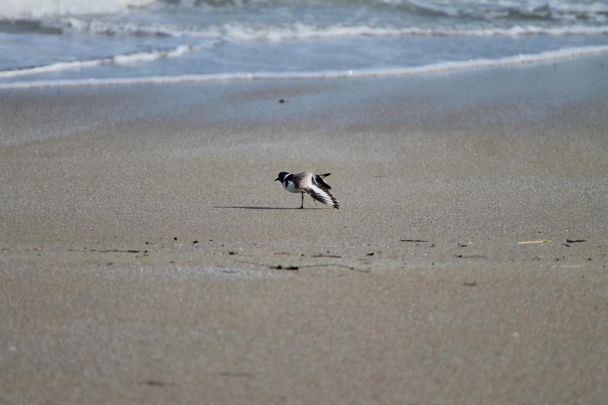 Hooded Plover (Thinornis rubricollis)