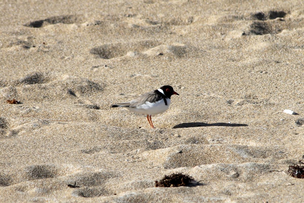 Hooded Plover (Thinornis rubricollis)