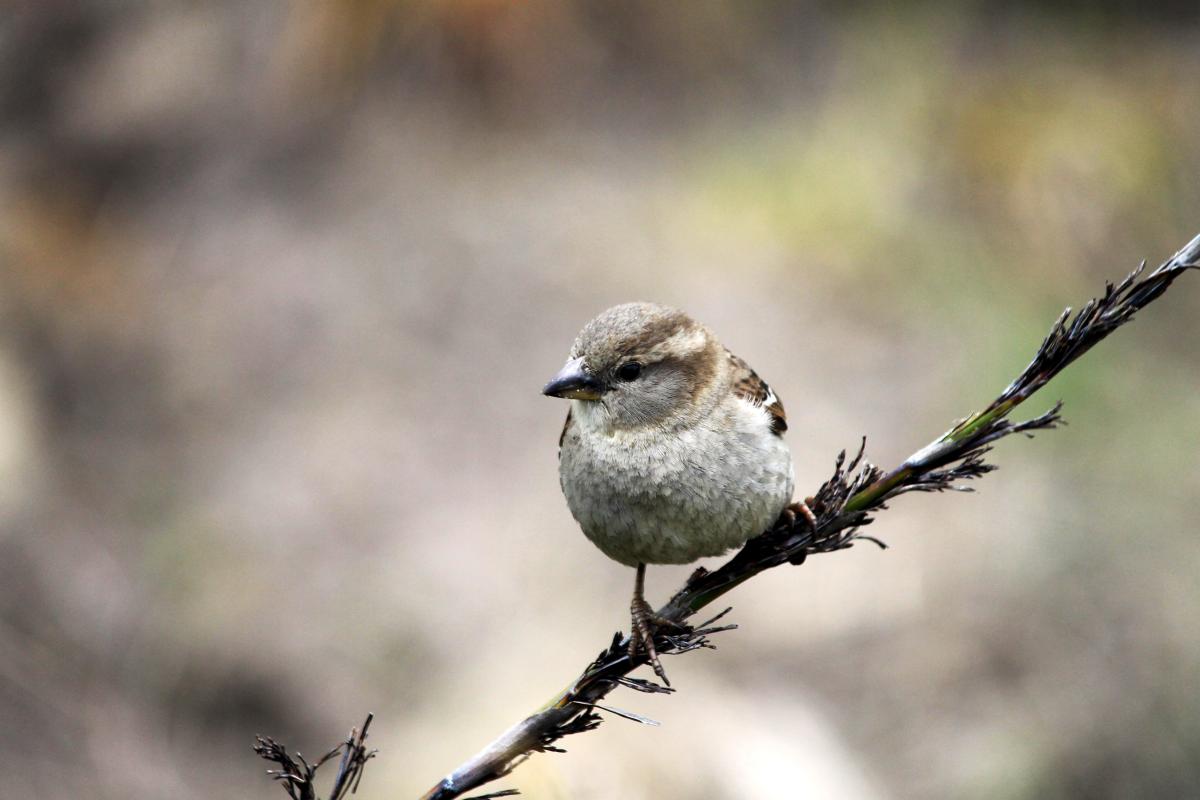 House Sparrow (Passer domesticus)