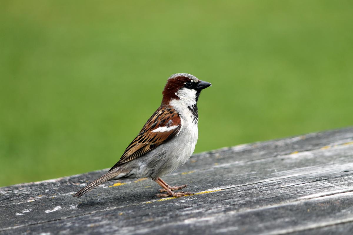 House Sparrow (Passer domesticus)