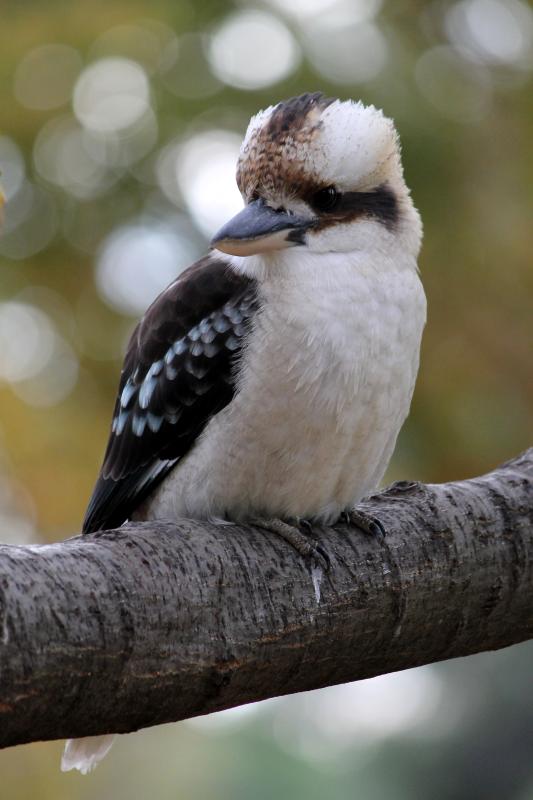 Laughing Kookaburra (Dacelo novaeguineae)