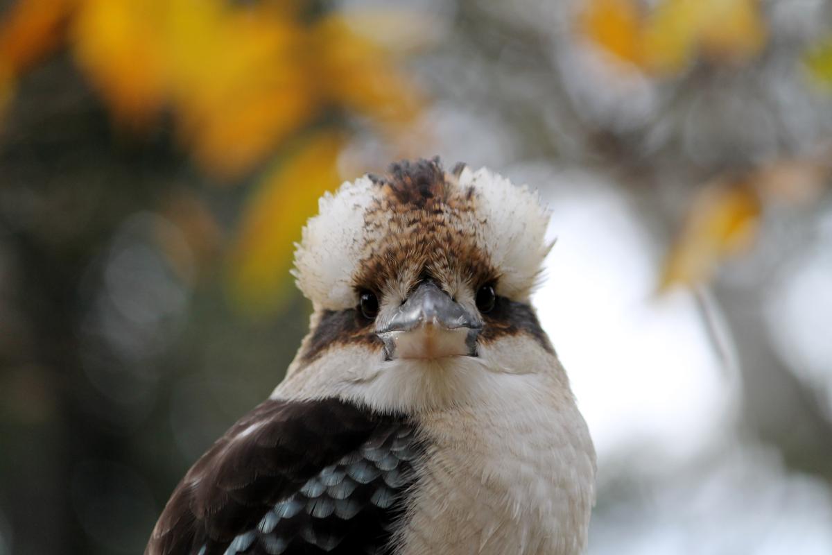 Laughing Kookaburra (Dacelo novaeguineae)