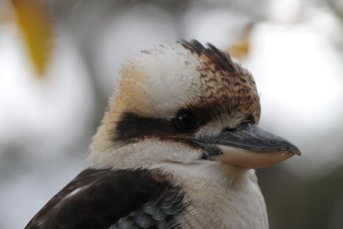 Laughing Kookaburra (Dacelo novaeguineae)