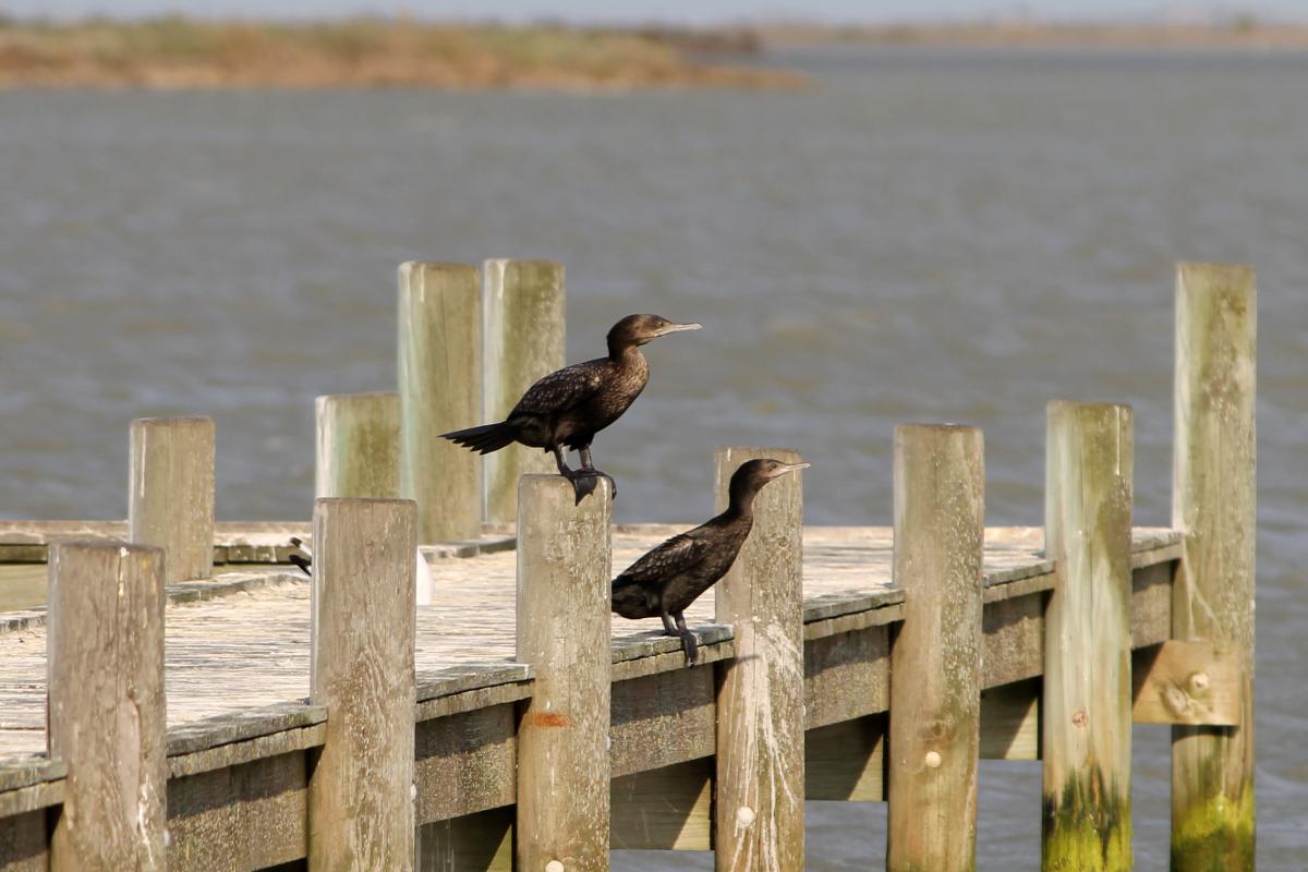 Little Black Cormorant (Phalacrocorax sulcirostris)