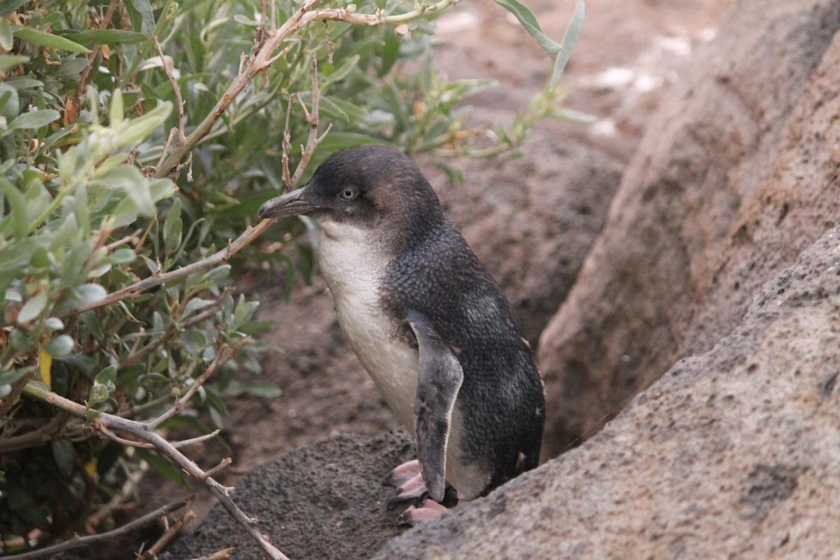 Little Penguin (Eudyptula minor)