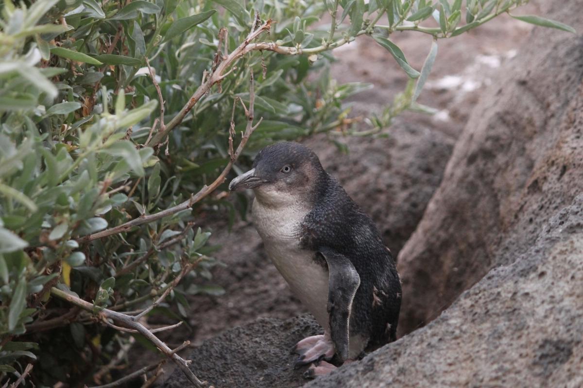 Little Penguin (Eudyptula minor)