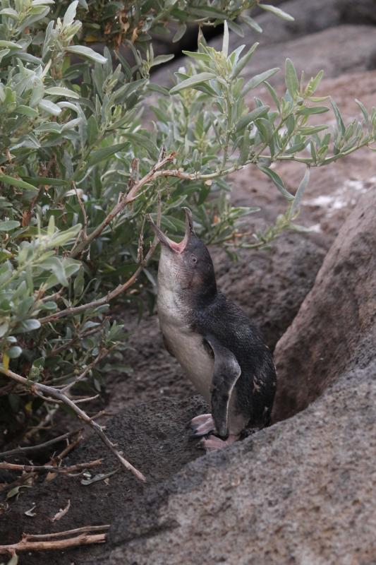 Little Penguin (Eudyptula minor)