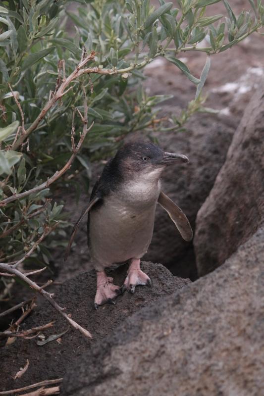 Little Penguin (Eudyptula minor)