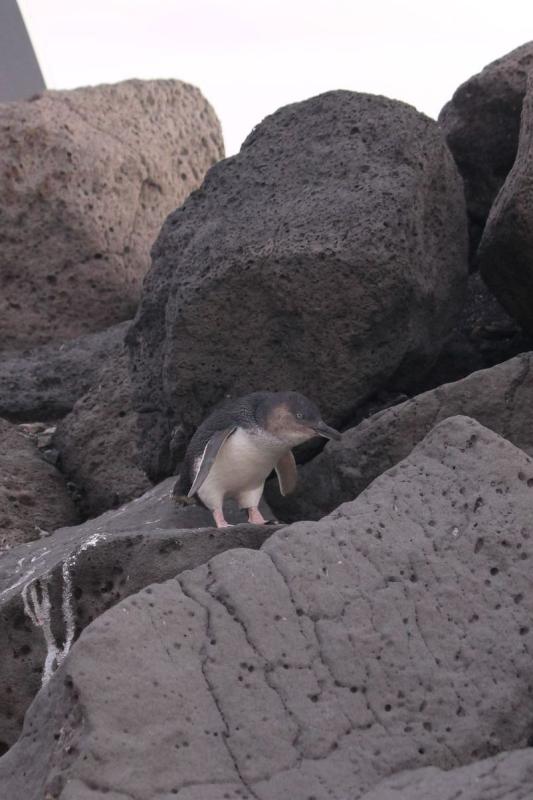 Little Penguin (Eudyptula minor)