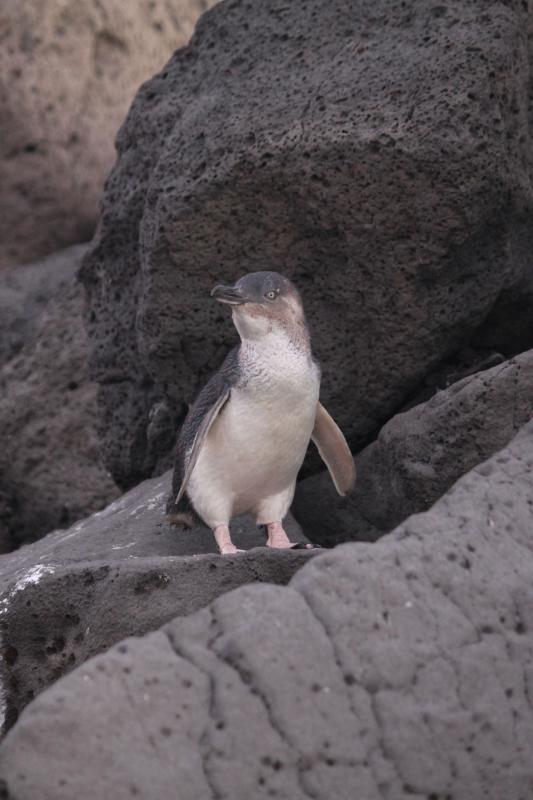 Little Penguin (Eudyptula minor)