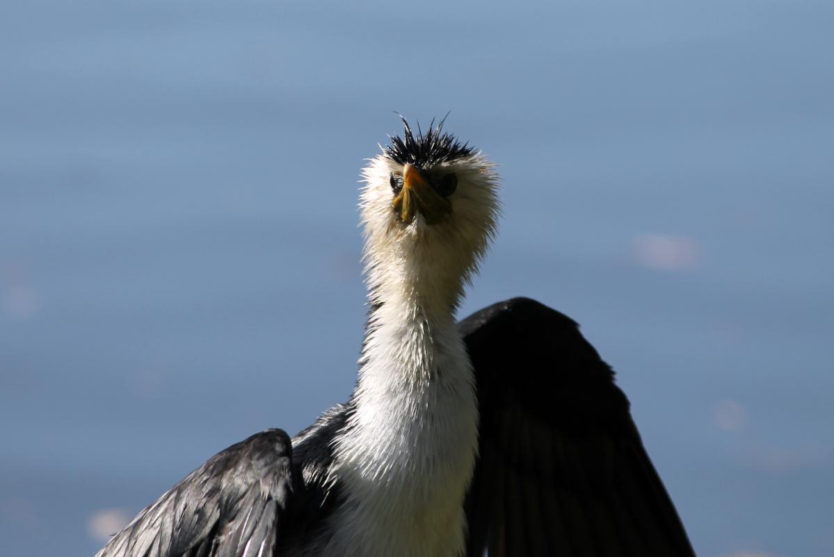 Little Pied Cormorant (Microcarbo melanoleucos)