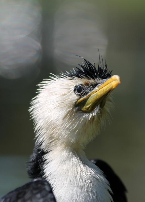 Little Pied Cormorant (Microcarbo melanoleucos)