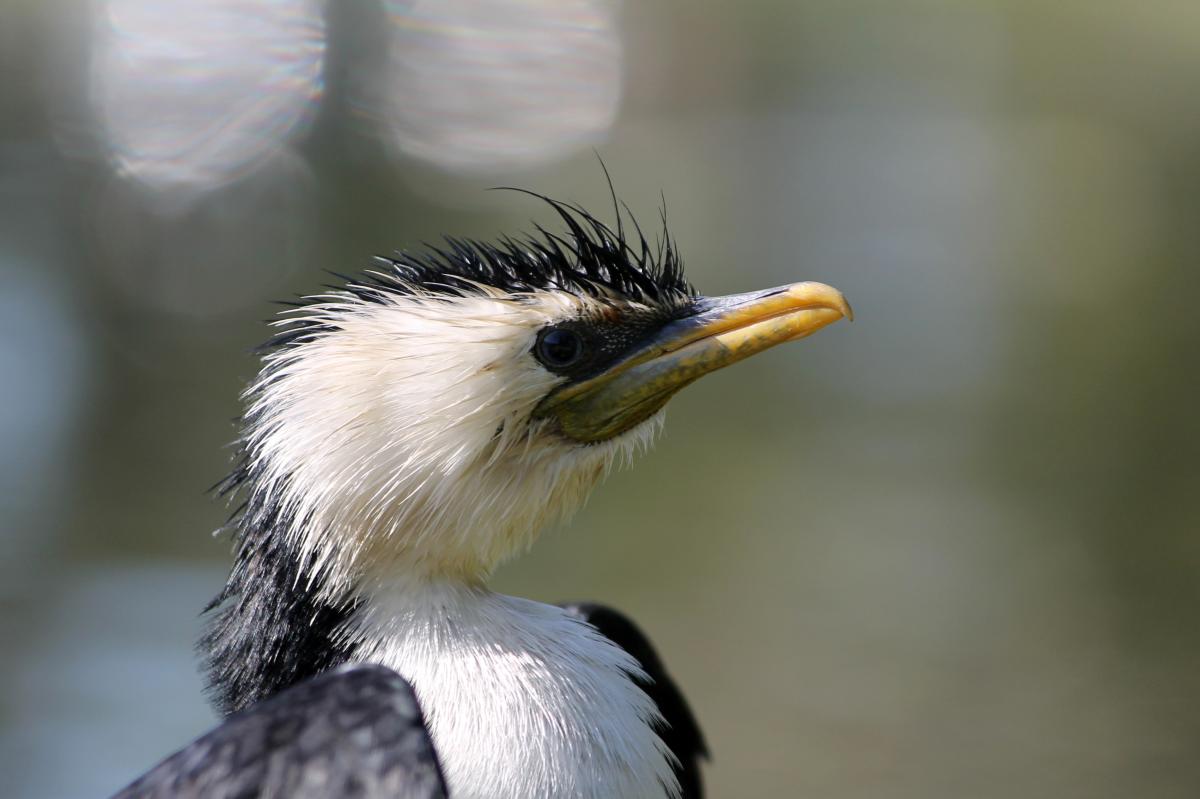 Little Pied Cormorant (Microcarbo melanoleucos)