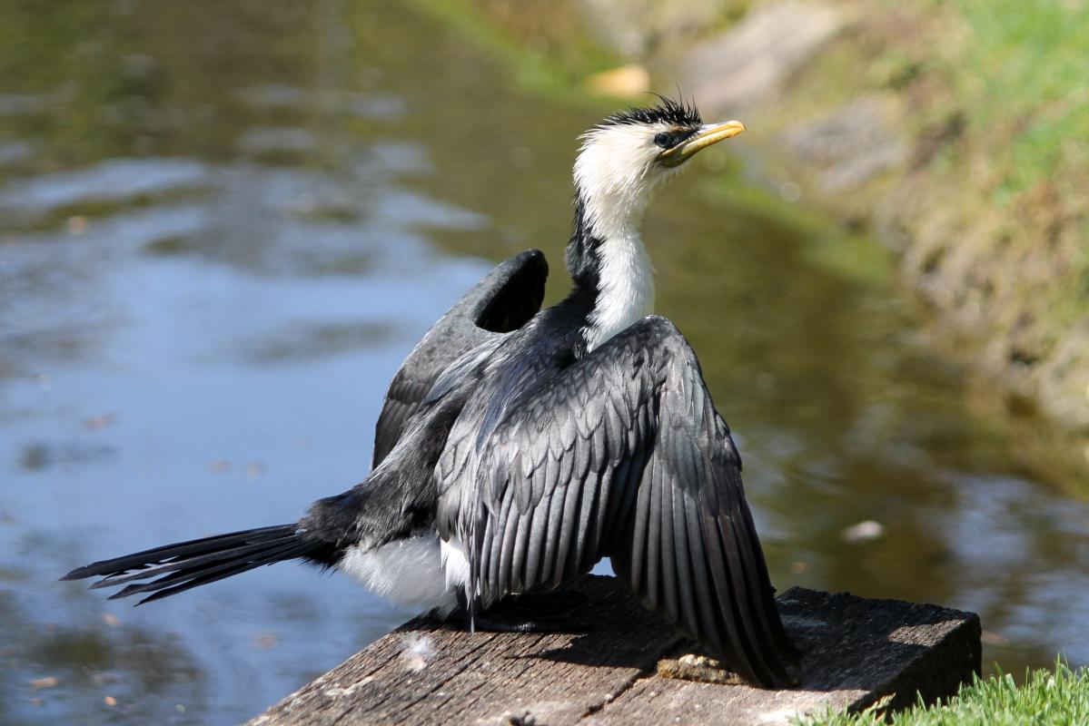 Little Pied Cormorant (Microcarbo melanoleucos)