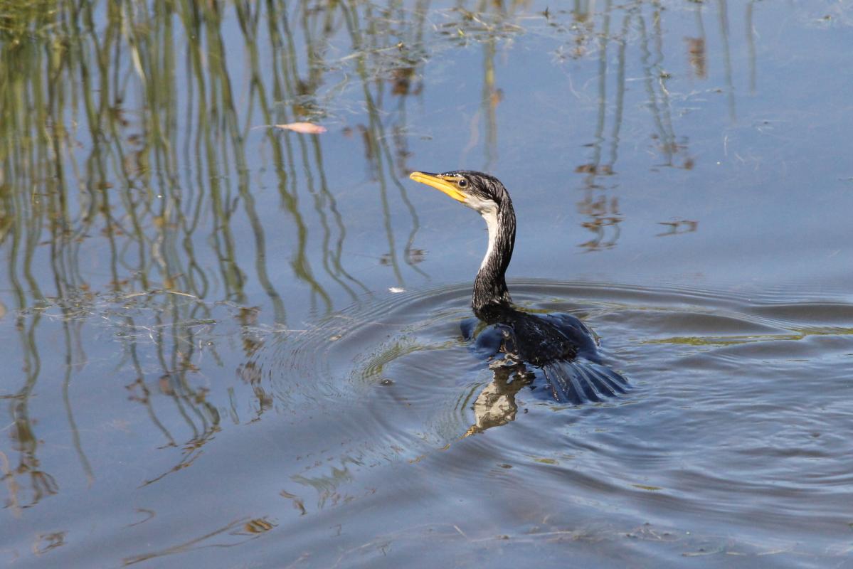 Little Pied Cormorant (Microcarbo melanoleucos)