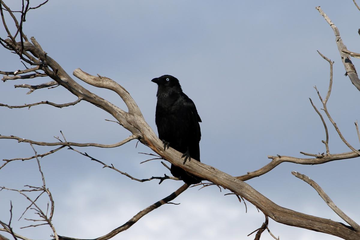 Australian Raven (Corvus coronoides)