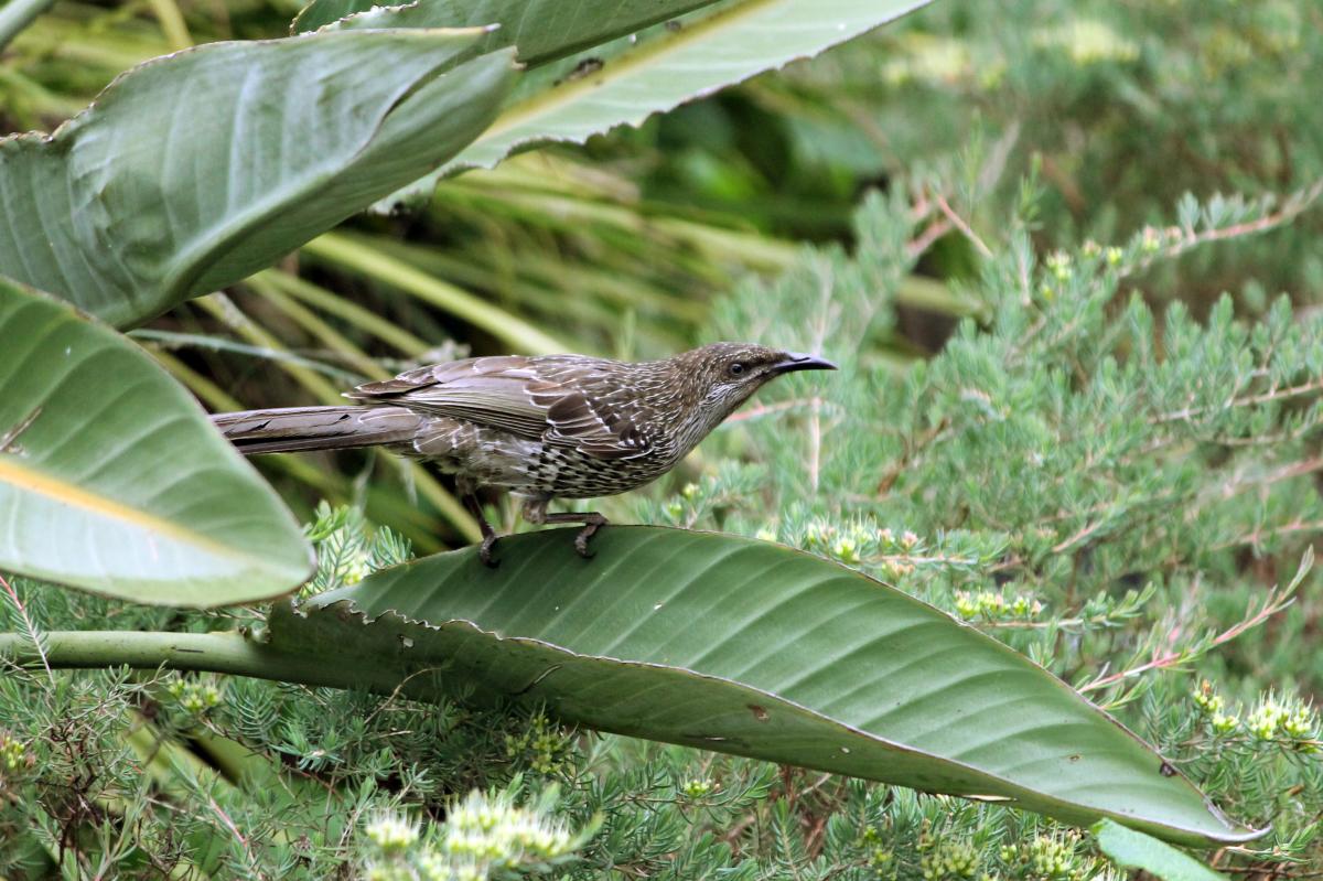 Little Wattlebird (Anthochaera chrysoptera)