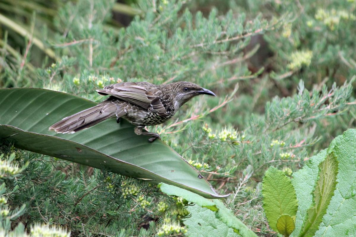 Little Wattlebird (Anthochaera chrysoptera)