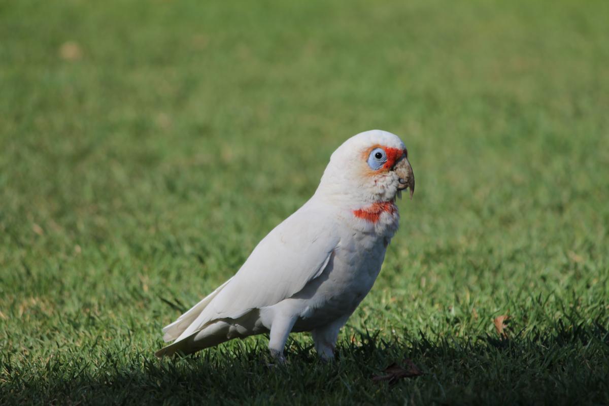 Long-billed Corella (Cacatua tenuirostris)