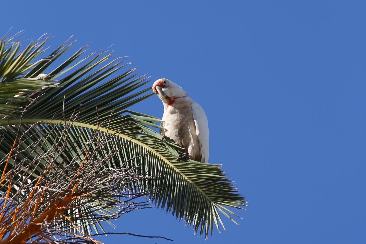 Long-billed Corella (Cacatua tenuirostris)